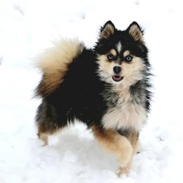 Missy - Pomsky