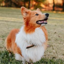 Tang - Pembroke Welsh Corgi
