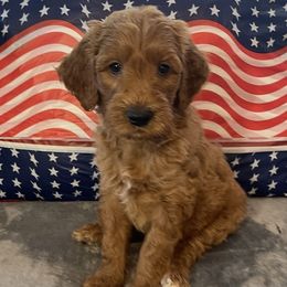 Cooper - Red  male Goldendoodle puppy in Fayetteville, Arkansas from Mountain Grove Doodles