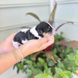 TriColor Girl - Tri-color female Cavachon puppy in Awendaw, South Carolina from LierChonPoo