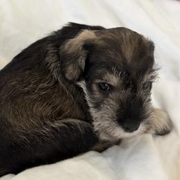 Miniature Schnauzer puppies from Mystique Miniature Schnauzers