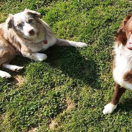 Australian Shepherds from Tennesse Pride Aussies