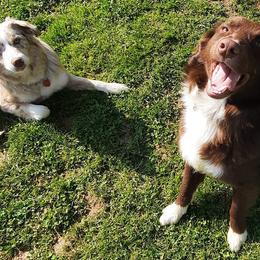 Australian Shepherds from Tennesse Pride Aussies