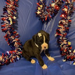 Alison Krauss - Brindle female Boxer puppy in Willard, North Carolina from Boone’s Boxers of North Carolina