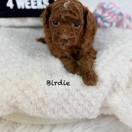 Cherrios - Red  female Poodle puppy in Florida from Adorable Toy-Miniature Poodles