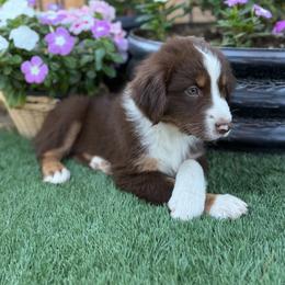 Boy 3 - Red tri-color male Australian Shepherd puppy in San Bernardino, California from Zermeno Ranch