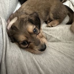 Dachshund Puppies from JB Doxies