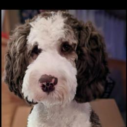 Roxy - Sheepadoodle
