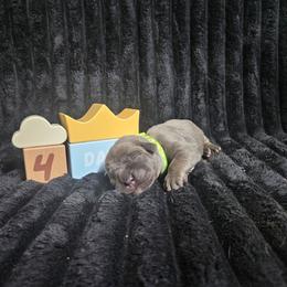 Lime green - Gray brindle male Cane Corso puppy in Fritch, Texas from Carrie Brown's Cane Corsos