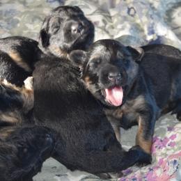 German Shepherd Puppies from Import German Shepherds of Kansas