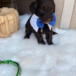 Green collar boy - Chocolate male Goldendoodle puppy in Arab, Alabama from White Blossom Farms