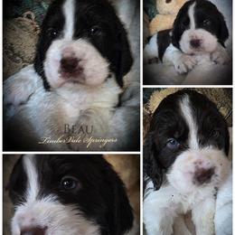 Boy 4 'Beau' - Liver and white male English Springer Spaniel puppy in Silverdale, Washington from TimberVale Springers