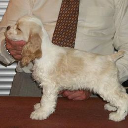 Cocker Spaniels from Monthaven Cockers