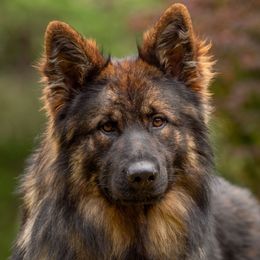 Smooch - German Shepherd