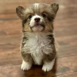 Purple Collar Girl Petunia - Blue female Pembroke Welsh Corgi puppy in Paris, Kentucky from Flat Run Corgis