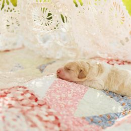 Poodle Puppies from Setting the Standard Poodles