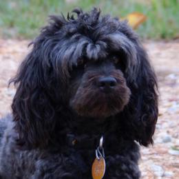 Cockapoos and Poodles from Scenic Hills Kennels