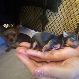 Yorkshire Terrier Puppies from The Yorkie House