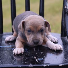 Moon - Tri-color female Jack Russell Terrier puppy in West Bend, Iowa from Blue Skies Terriers