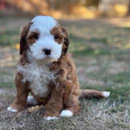 Ever - Red female Bernedoodle puppy in Hillsboro, Oregon from Myt fine doodles