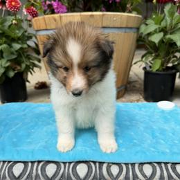 Boy 2 - White and sable male Shetland Sheepdog puppy in Deer Island, Oregon from Conestoga Shelties