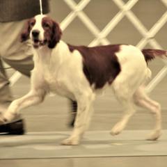 Irish Red and White Setters from Mountain Star Kennels