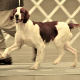 Irish Red and White Setters from Mountain Star Kennels