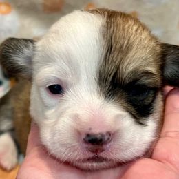 Girl 5 - Red female Pembroke Welsh Corgi puppy in Thornton, New Hampshire from Dinger’s Dogs