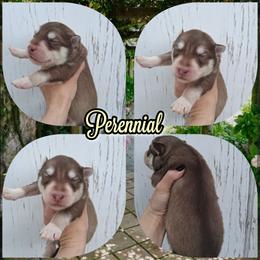 Perennial - Red and white male Siberian Husky puppy in West Liberty, Ohio from Skyfallsiberians