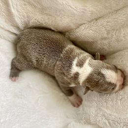 Girl 1 - Boston Terrier puppy in George West, Texas from Duke of Earl’s Boston Terriers