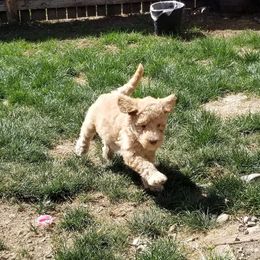 Aussiedoodle and Goldendoodle Puppies from Super Doodle Cute PNW