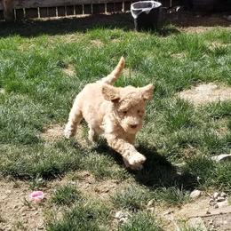 Aussiedoodle and Goldendoodle Puppies from Super Doodle Cute PNW