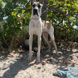 Phoenix - Great Dane