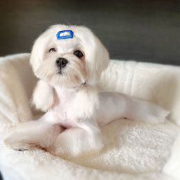 Angel - White male Maltese puppy in Vinton, Louisiana from Dreams & Love Maltese