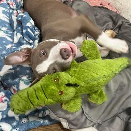 American Bully Puppies from Night Court Bullies