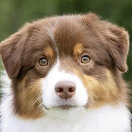 Cicada - Australian Shepherd