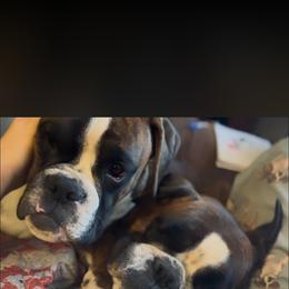 Boxer All Grown Up from Rorschach Boxers