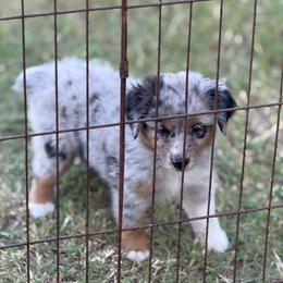 Massie - Blue merle female Toy Australian Shepherd puppy in Ambrose, Georgia from Brandilyn's Aussies