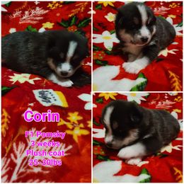 Pomsky Puppies from Ultimate Pomskies LLC