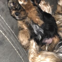 Yorkshire Terrier Puppies from Indiana yorkies