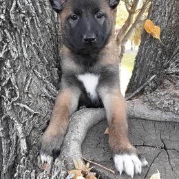Belgian Malinois and Boston Terrier All Grown Up from SB & Raksha