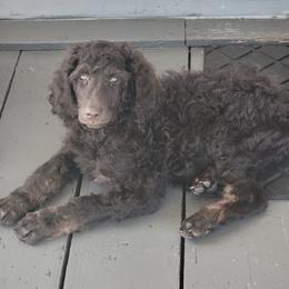 Bert - Phantom male Poodle puppy in Port Orange, Florida from Daytona’s Standard Poodles