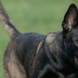 Belgian Malinois and xDutch Shepherds from Ruach Kaizen Malinois