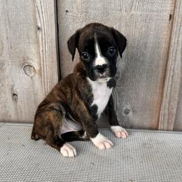 Rose - Brindle female Boxer puppy in Madisonville, Texas from Sergeant's Boxers
