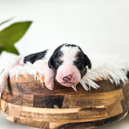 Scarlett - Black and white female Bernedoodle puppy in Gaylord, Michigan from Dog Mom Co. Doodles