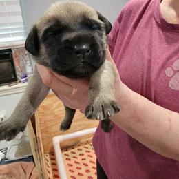 Cher (pink) - Fawn female Mastiff puppy in Conroe, Texas from Southern Star English Mastiffs