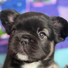 Delilah - Black and tan female French Bulldog puppy in Shakopee, Minnesota from Fishie's Frenchies