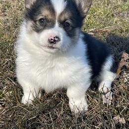 Bud - Black and tan male Pembroke Welsh Corgi puppy in Mount Carmel, Tennessee from Hidden View Farm