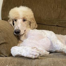 Kennedy - Poodle