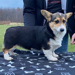 Pembroke Welsh Corgis from Windy Mountain Kennels